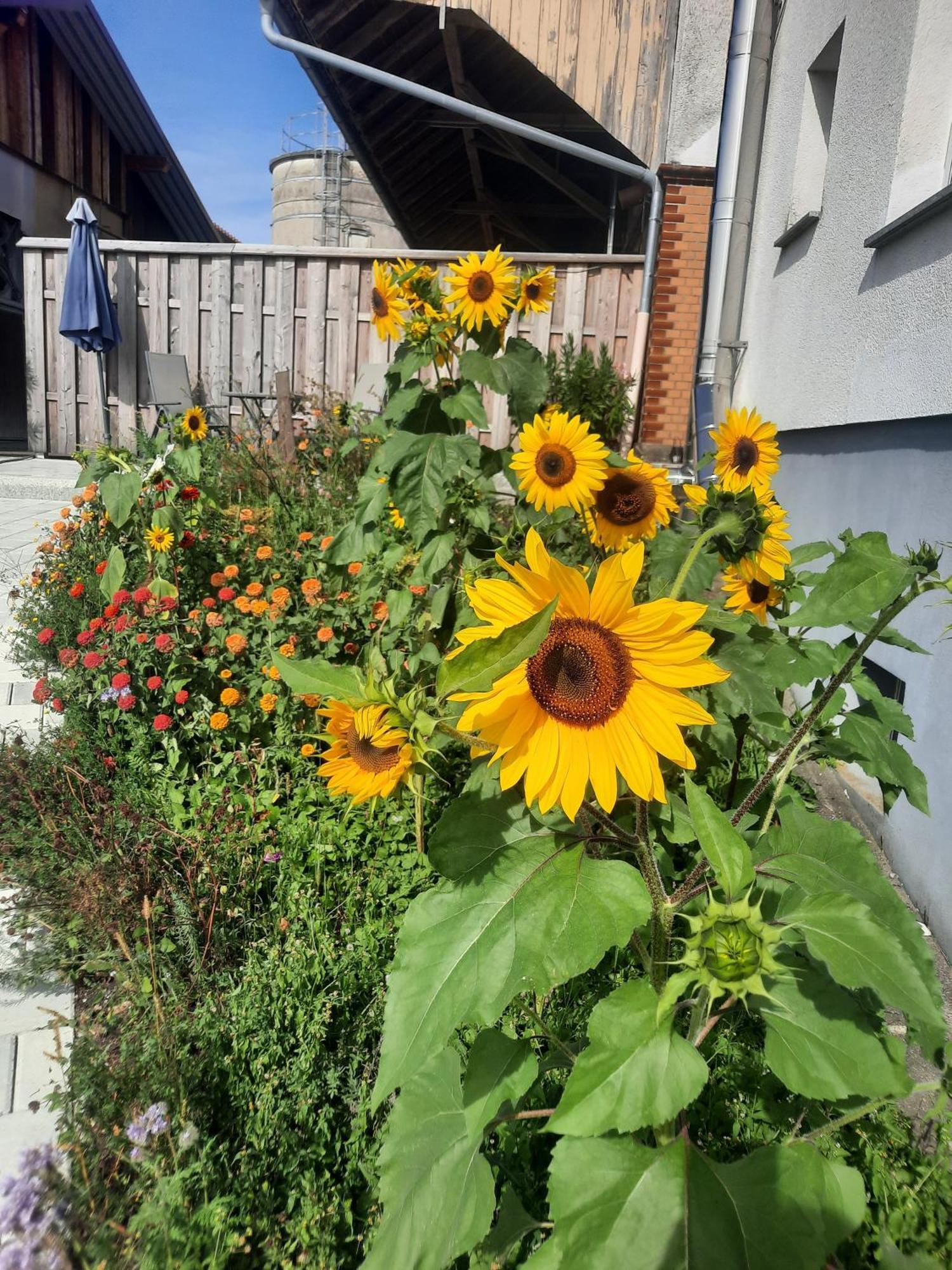 Ferienwohnung Pusteblume ノイキルヒ エクステリア 写真